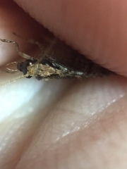 Wesmaelius subnebulosus