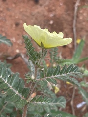 Tribulus zeyheri