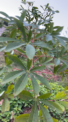 Manihot esculenta