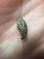 Wesmaelius subnebulosus