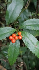 Sarcandra glabra