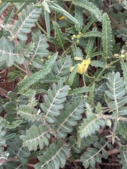 Tribulus zeyheri