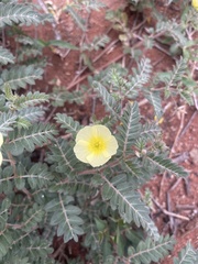 Tribulus zeyheri