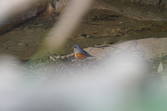 Turdus hortulorum