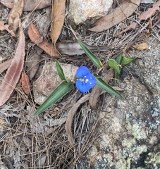Commelina lanceolata