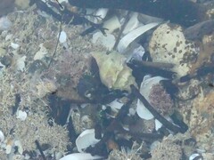 Struthiolaria papulosa