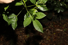 Melicope micrococca