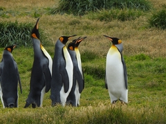 Aptenodytes patagonicus