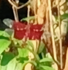 Camacinia gigantea
