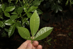Melicope micrococca