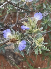 Blepharis diversispina