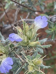 Blepharis diversispina