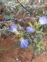 Blepharis diversispina