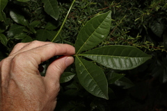 Melicope micrococca