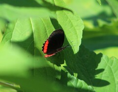 Biblis hyperia