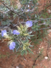 Blepharis diversispina