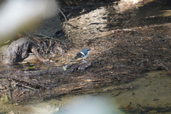 Enicurus schistaceus