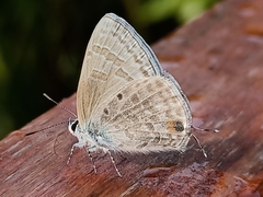 Catochrysops panormus