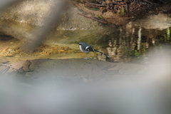 Enicurus schistaceus