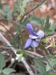 Decorsea schlechteri