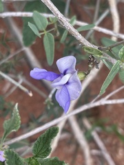 Decorsea schlechteri
