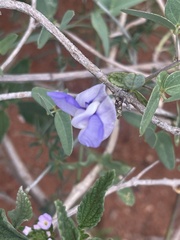 Decorsea schlechteri