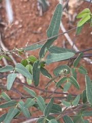 Decorsea schlechteri