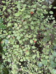 Rhabdothamnus solandri