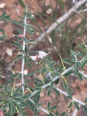 Indigofera circinnata