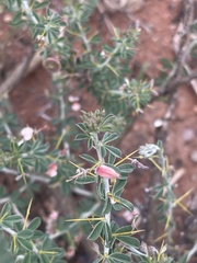 Indigofera circinnata