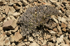 Lignocarpa carnosula