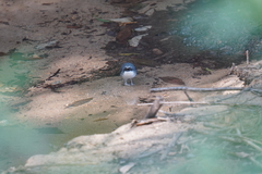 Enicurus schistaceus