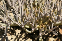 Lignocarpa carnosula
