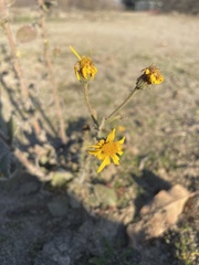 Heterotheca