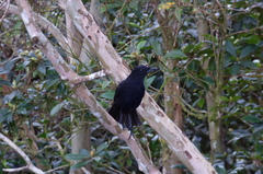 Myophonus borneensis