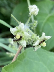 Camponotus subbarbatus