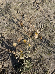 Heterotheca
