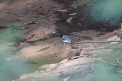 Enicurus schistaceus