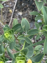 Barleria senensis