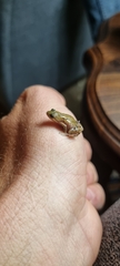 Cacosternum boettgeri
