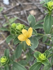 Barleria senensis