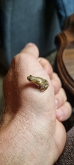 Cacosternum boettgeri