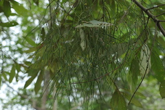 Viscum diospyrosicola