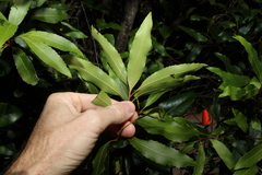 Lomatia arborescens