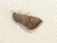 Micrathetis canifimbria
