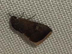 Micrathetis canifimbria