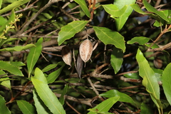 Lomatia arborescens