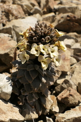 Notothlaspi rosulatum