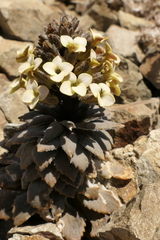 Notothlaspi rosulatum