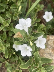 Ruellia patula